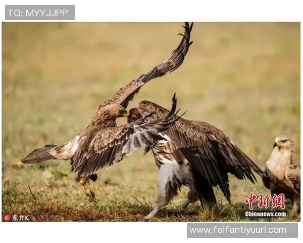 多特高层称赞裁判组对法鹰之战的艰难与越位争议进行分析